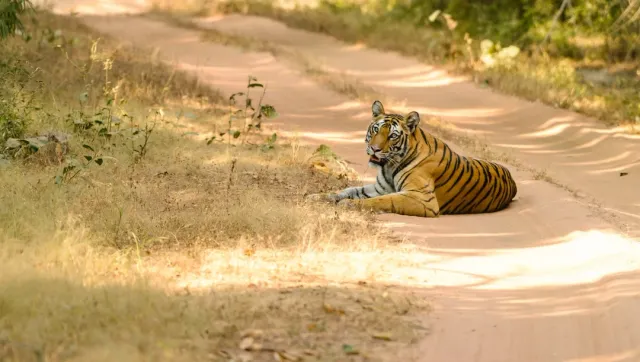 Prime tiger-spotting destinations with lush forests. Jeep safaris and birdwatching adventures. Safari Sutra Pro Tip: Book early morning safaris for the best wildlife sightings.