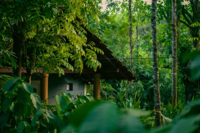 Coffee plantations, misty hills, and Abbey Falls. Trekking, river rafting, and homestays with Kodava cuisine. Safari Sutra Pro Tip: Book our coffee estate stay for authentic Coorg vibes.