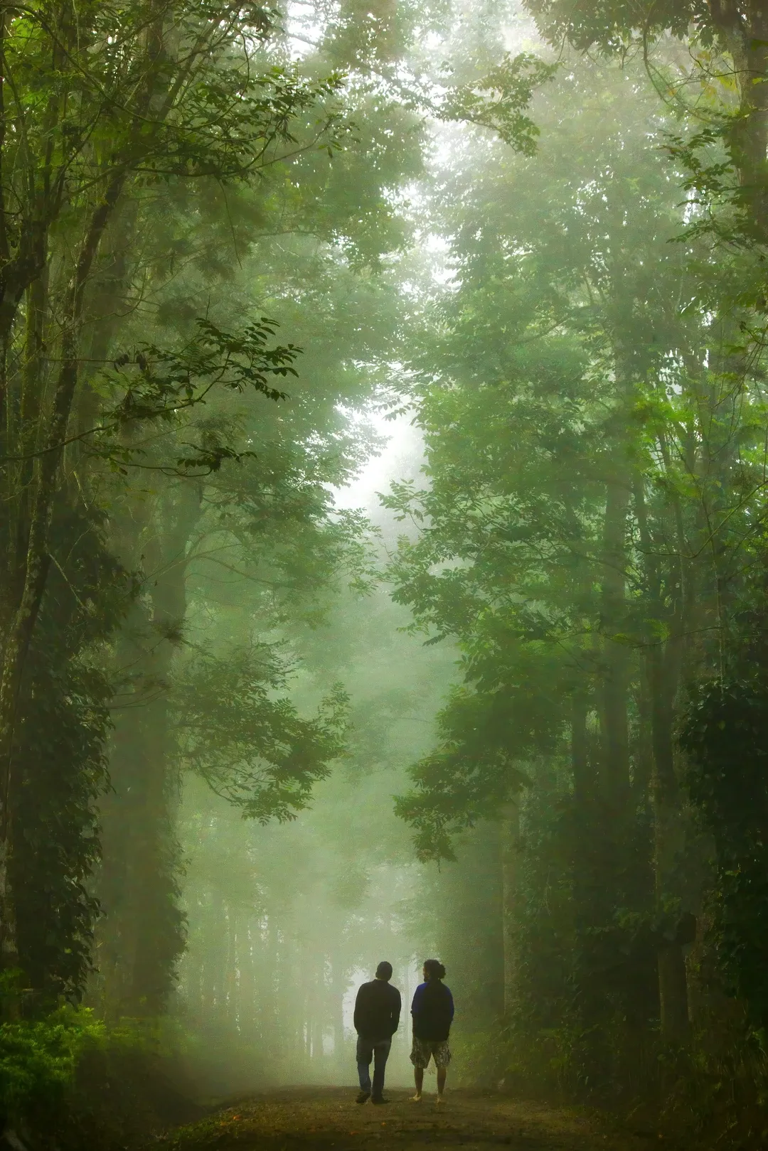 Two people walking down a path enveloped in thick fog, surrounded by the tall, lush green trees of a Coorg forest.