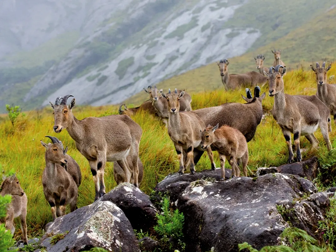Nilgiri Tahr grazing in Eravikulam National Park