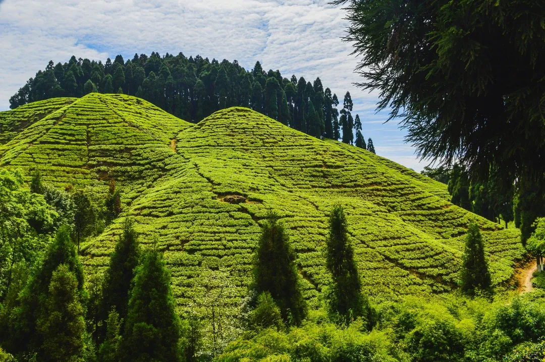 A vibrant Darjeeling tea estate, with perfectly manicured tea bushes covering the rolling hills under a bright blue sky