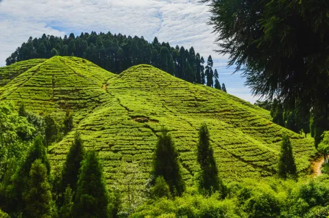 A vibrant Darjeeling tea estate, with perfectly manicured tea bushes covering the rolling hills under a bright blue sky