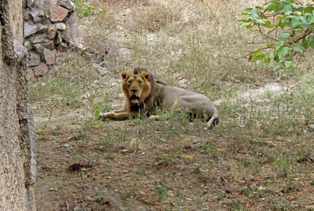 Home to the majestic Asiatic lion. Jeep safaris and birdwatching adventures. Safari Sutra Pro Tip: Book early morning safaris for prime wildlife sightings.