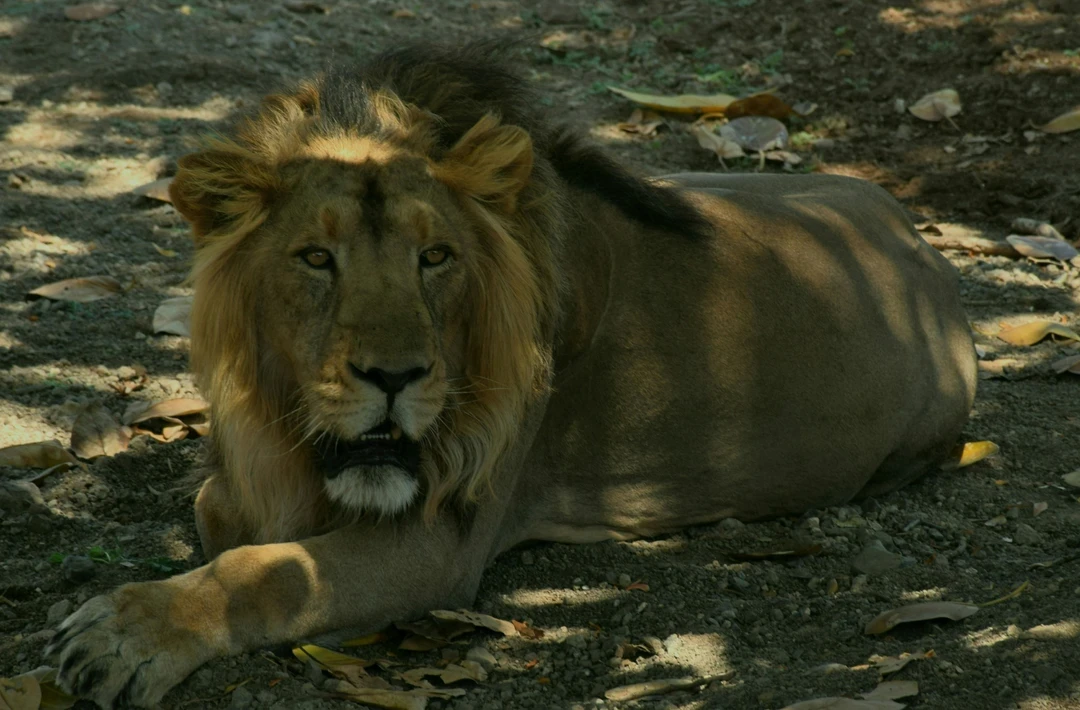 A powerful male Asiatic lion with a dark mane rests in the shade on the forest floor in Gir National Park, Gujarat