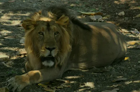 A powerful male Asiatic lion with a dark mane rests in the shade on the forest floor in Gir National Park, Gujarat