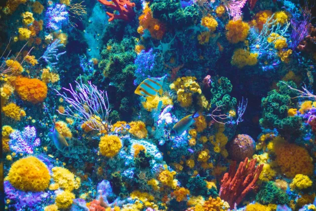 World's largest coral reef system for snorkeling and diving. Cairns and Whitsundays island-hopping with eco-friendly reef tours.