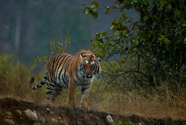 Tiger safaris and luxury stays in nature. Safari Sutra pro tip: Best sightings in early morning safaris!
