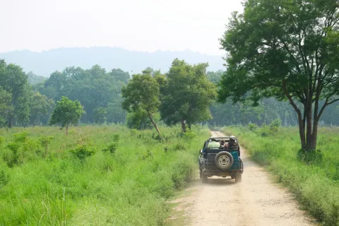 A safari jeep drives down a dirt track through the lush green grasslands and forests of Jim Corbett National Park in Uttarakhand