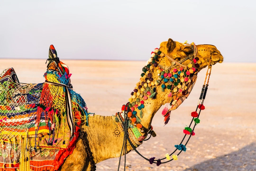 A camel adorned with colorful, traditional Kutchi textiles and tassels, standing on the vast white salt desert of the Rann of Kutch