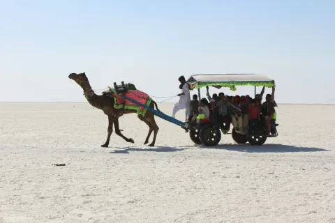 Camel Cart Ride on the White Desert of Kutch A camel pulls a large cart full of tourists across the vast, white salt flats of the Great Rann of Kutch in Gujarat, India