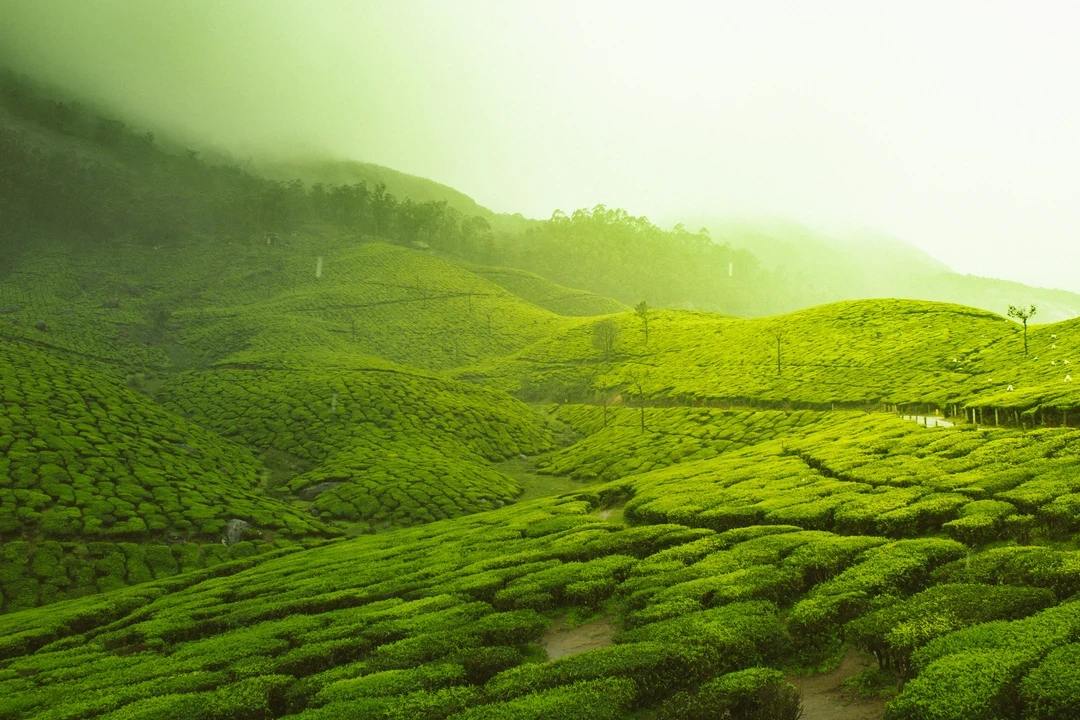 A scenic view of Munnar's rolling hills, covered in vibrant green tea plantations with a small waterfall flowing through the valley