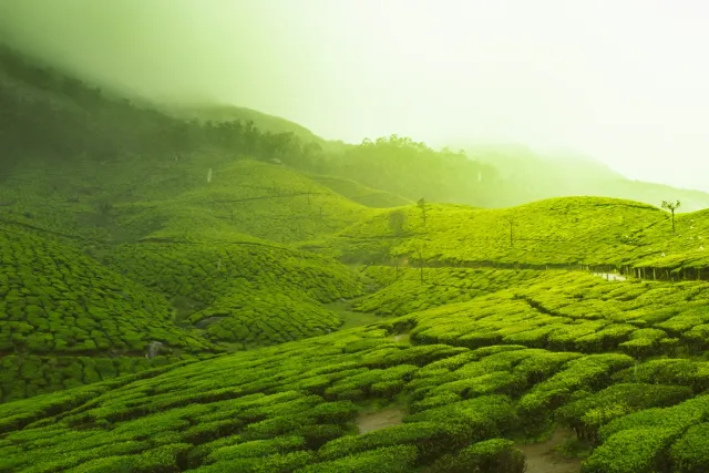Rolling tea plantations, misty hills, and Eravikulam National Park. Trek to Anamudi Peak or visit spice gardens. We arrange cozy homestays with plantation views.