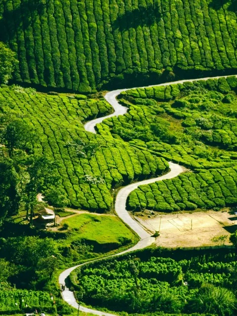 An aerial view of a serpentine road winding through the vibrant, lush green hills of a tea plantation in Munnar, Kerala