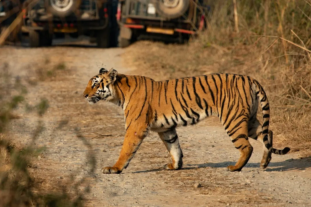 A majestic wild Bengal tiger walks across a dirt track during a jungle safari in Jim Corbett National Park, Uttarakhand