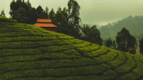A scenic view of a vast tea garden covering the rolling hills of Munnar, with a building nestled at the top.