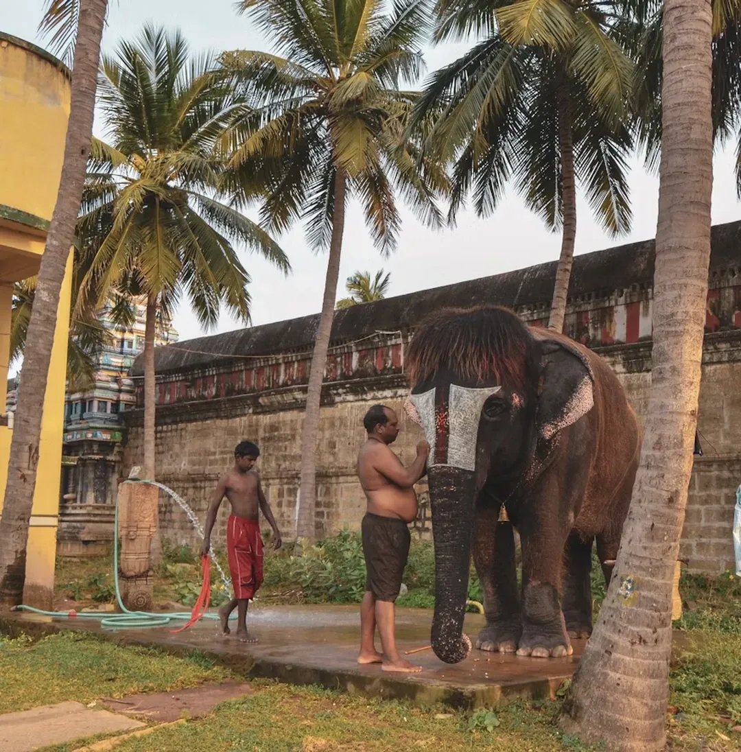 Elephants bathing at Pinnawala Elephant Orphanage