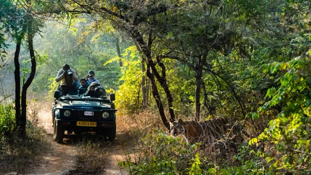 Wildlife safaris and the royal Bengal tiger. We handle park permits and the best safari slots