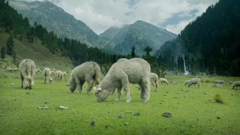 A flock of sheep grazes peacefully in a lush green meadow in Sonamarg, surrounded by the majestic Himalayan mountains of Kashmir