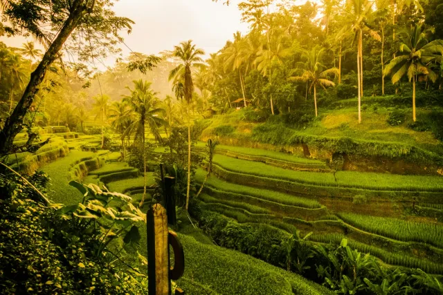 Rice terraces, yoga retreats, and monkey forests. Safari Sutra Tip: Book our Balinese cooking class with a rice field view!